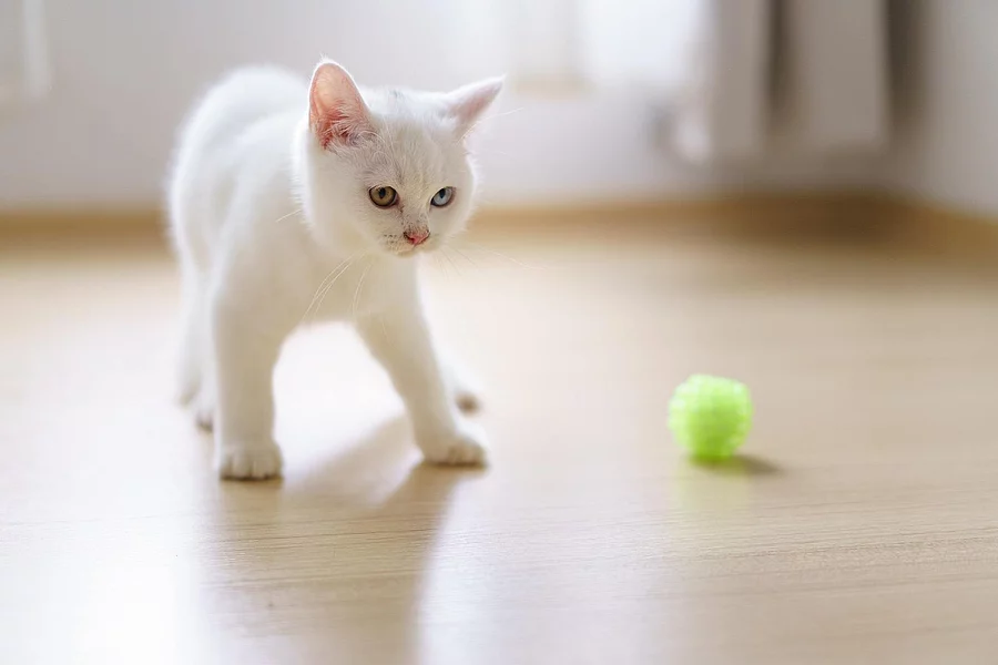 Kitten Cute white cat british shorthair kitten plays with a cat feather