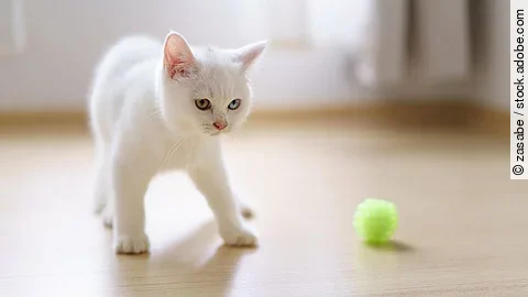 Cute white cat british shorthair kitten plays with a cat feather