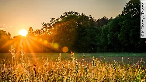 Die Sonne scheint auf ein Feld, im Hintergrund ist ein Waldrand.