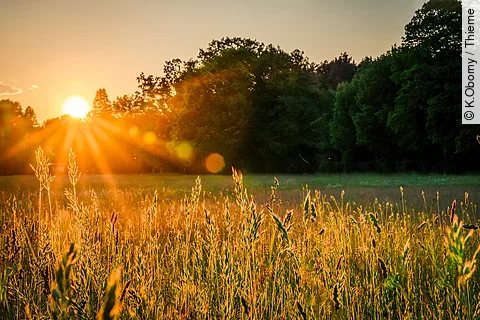 Die Sonne scheint auf ein Feld, im Hintergrund ist ein Waldrand.