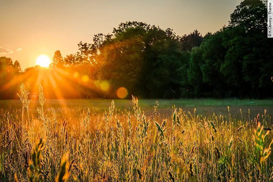Die Sonne scheint auf ein Feld, im Hintergrund ist ein Waldrand.
