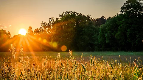 Die Sonne scheint auf ein Feld, im Hintergrund ist ein Waldrand.