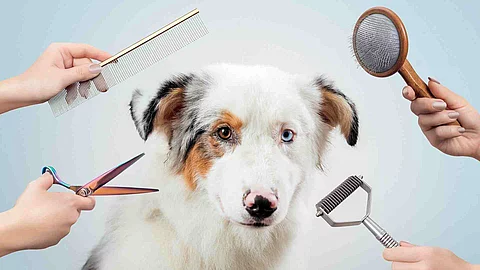 Female is grooming and trimming Australian shepherd in salon
