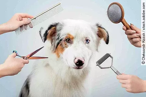 Female is grooming and trimming Australian shepherd in salon