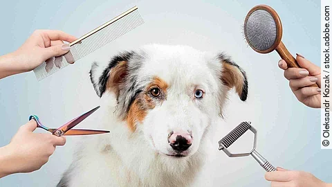 Female is grooming and trimming Australian shepherd in salon