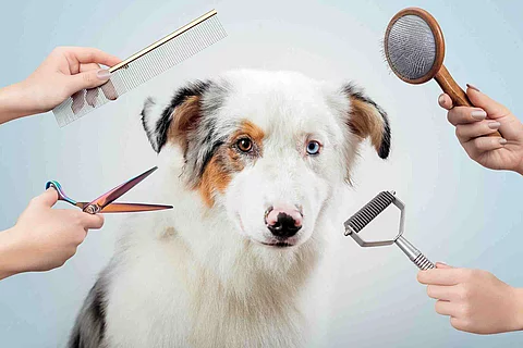 Female is grooming and trimming Australian shepherd in salon