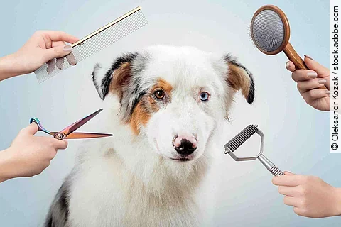 Female is grooming and trimming Australian shepherd in salon
