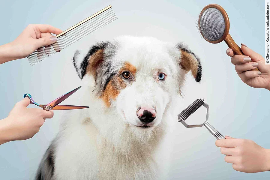 Female is grooming and trimming Australian shepherd in salon