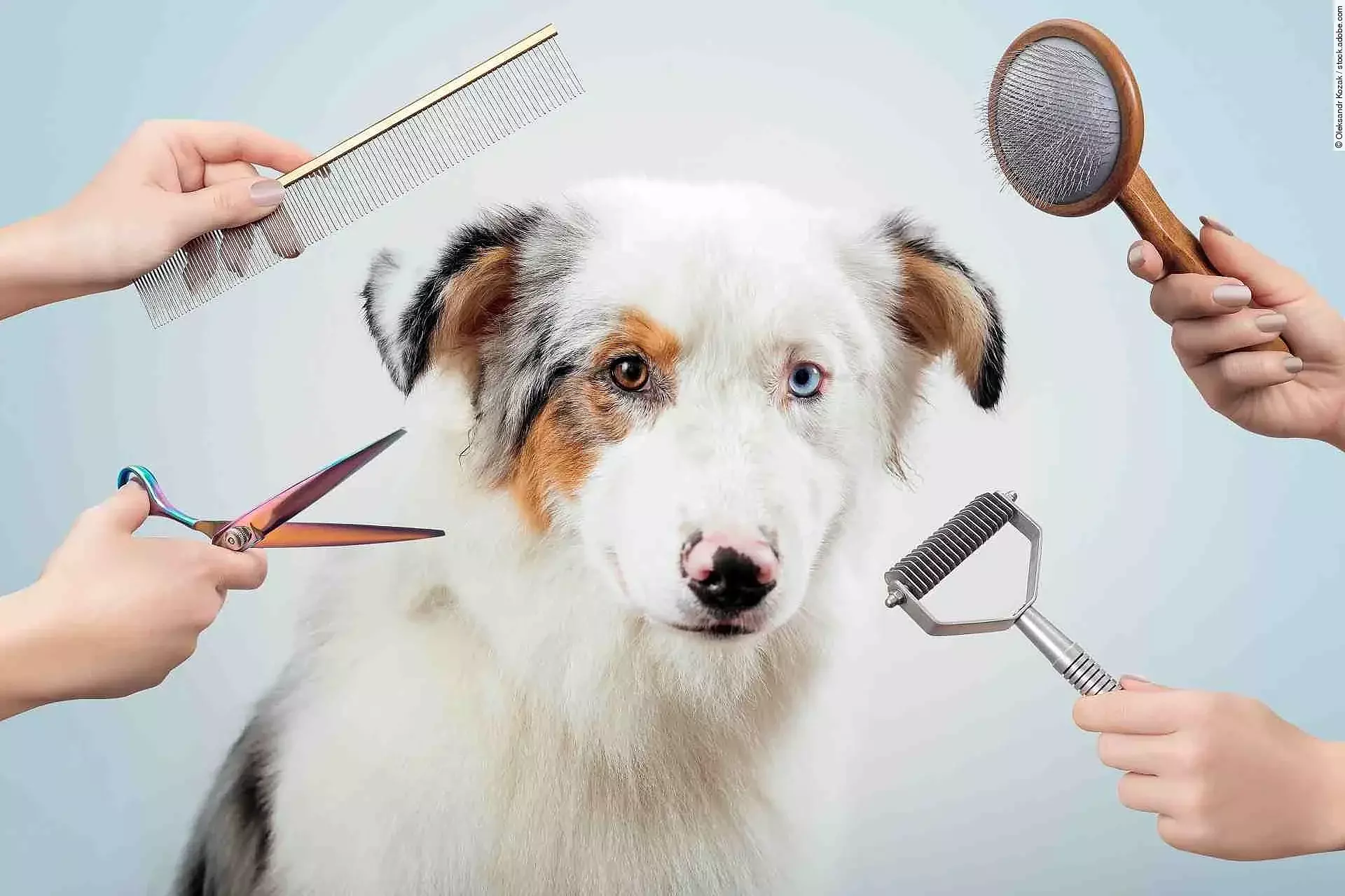 Female is grooming and trimming Australian shepherd in salon