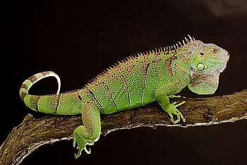 iguana