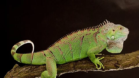 iguana