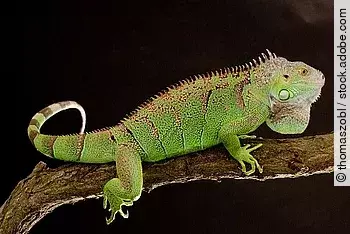 iguana