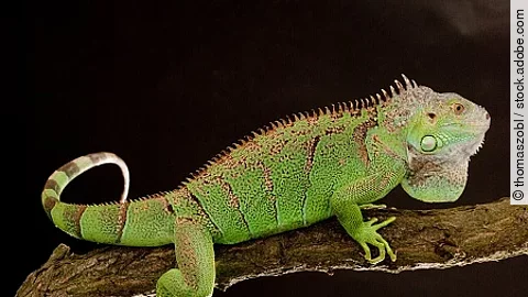 iguana