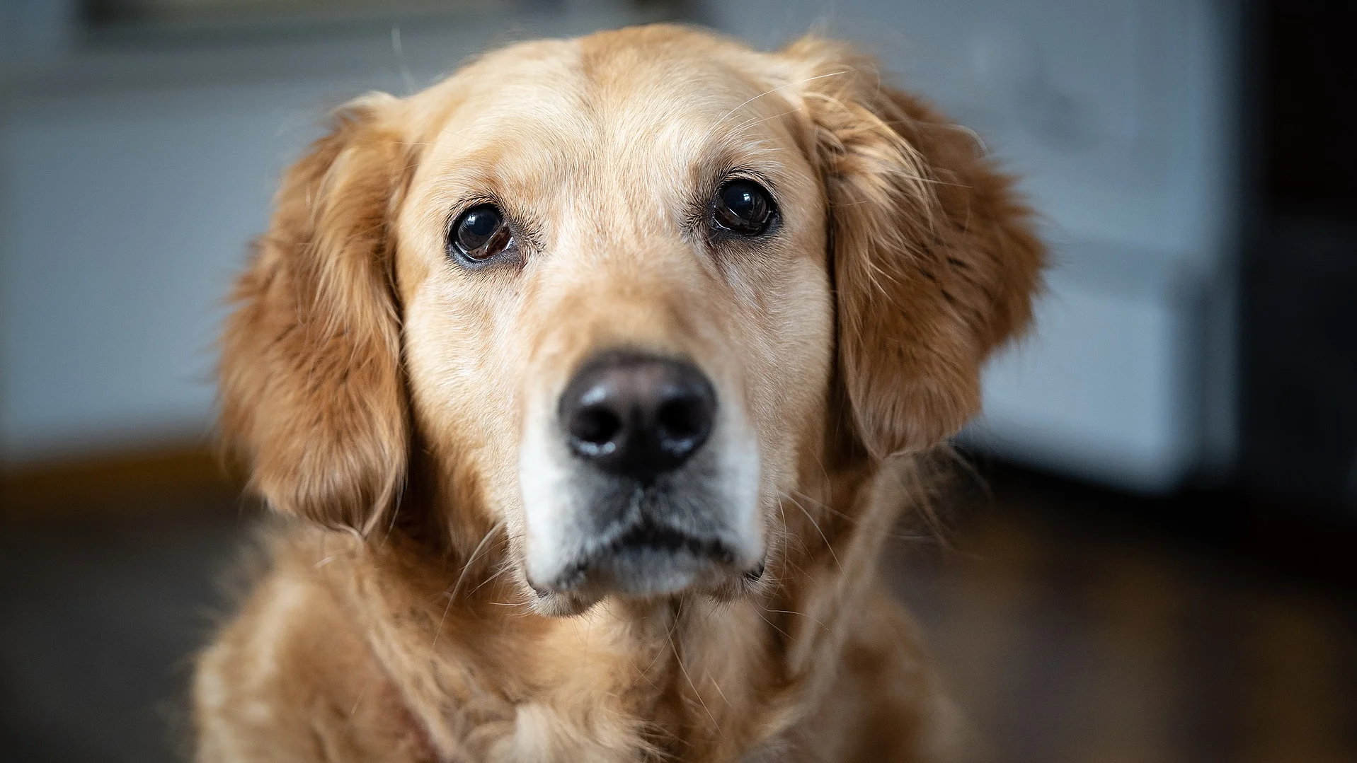 Porträt von einem Golden Retriever. Der Hund schaut direkt in die Kamera und hat beiges Fell. Der Hund sitzt in einem hellen Raum mit Holzboden