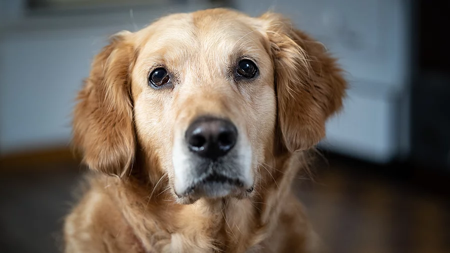 Porträt von einem Golden Retriever. Der Hund schaut direkt in die Kamera und hat beiges Fell. Der Hund sitzt in einem hellen Raum mit Holzboden