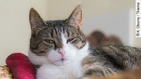 Eine getigerte Hauskatze mit weißem Fellanteil liegt entspannt in einem Korb und blickt mit halb geschlossenen Augen leicht skeptisch oder schläfrig in die Kamera. Neben ihr liegt ein rotes Stoffspielzeug. 