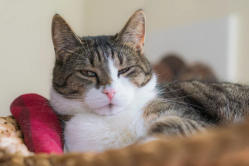 Eine getigerte Hauskatze mit weißem Fellanteil liegt entspannt in einem Korb und blickt mit halb geschlossenen Augen leicht skeptisch oder schläfrig in die Kamera. Neben ihr liegt ein rotes Stoffspielzeug.