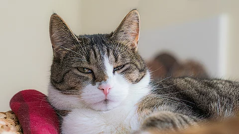 Eine getigerte Hauskatze mit weißem Fellanteil liegt entspannt in einem Korb und blickt mit halb geschlossenen Augen leicht skeptisch oder schläfrig in die Kamera. Neben ihr liegt ein rotes Stoffspielzeug. 