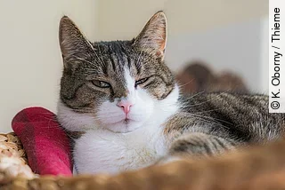 Eine getigerte Hauskatze mit weißem Fellanteil liegt entspannt in einem Korb und blickt mit halb geschlossenen Augen leicht skeptisch oder schläfrig in die Kamera. Neben ihr liegt ein rotes Stoffspielzeug.