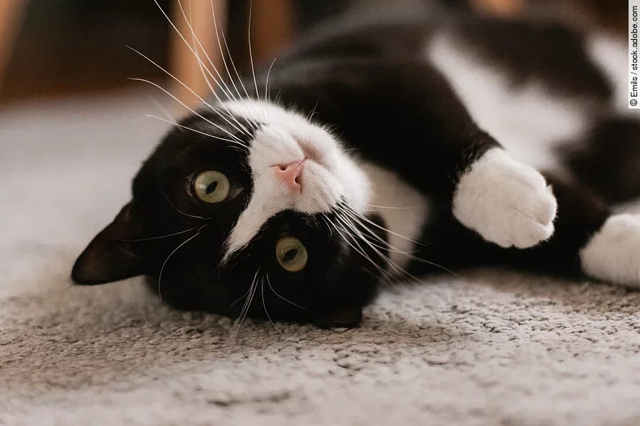 Eine Katze mit schwarzen Fell und weißen Stellen an der Nase, dem Hals und den Pfoten rollt sich über einen grauen Teppich. Sie liegt auf dem Rücken und schaut mit leicht seitlich geneigtem Kopf in die Kamera.