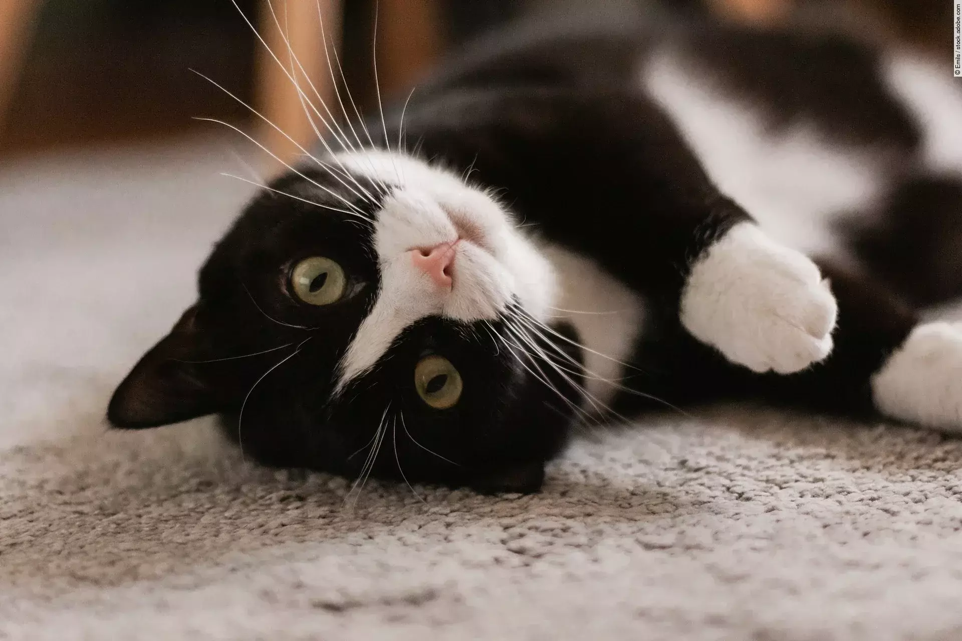 Eine Katze mit schwarzen Fell und weißen Stellen an der Nase, dem Hals und den Pfoten rollt sich über einen grauen Teppich. Sie liegt auf dem Rücken und schaut mit leicht seitlich geneigtem Kopf in die Kamera.