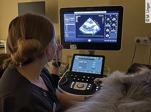 Tiermedizin-Studentin schallt einen Hund.