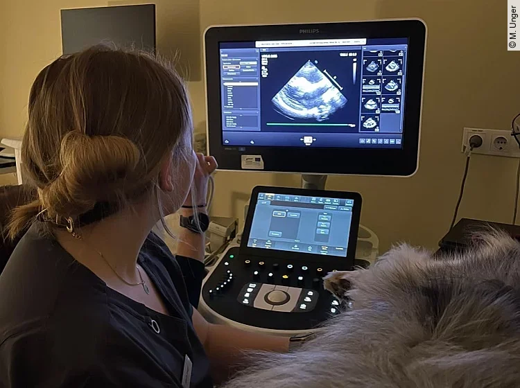 Tiermedizin-Studentin schallt einen Hund.