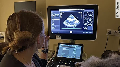 Tiermedizin-Studentin schallt einen Hund.