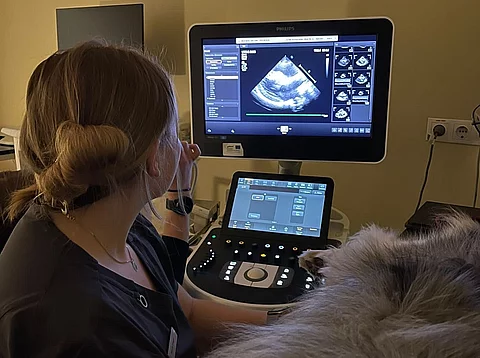 Tiermedizin-Studentin schallt einen Hund.