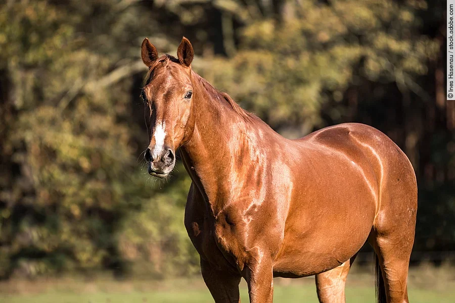Ein fuchsfarbenes Pferd steht auf einer Weide. Das Wetter ist sonnig und das Pferd schaut aufmerksam.
