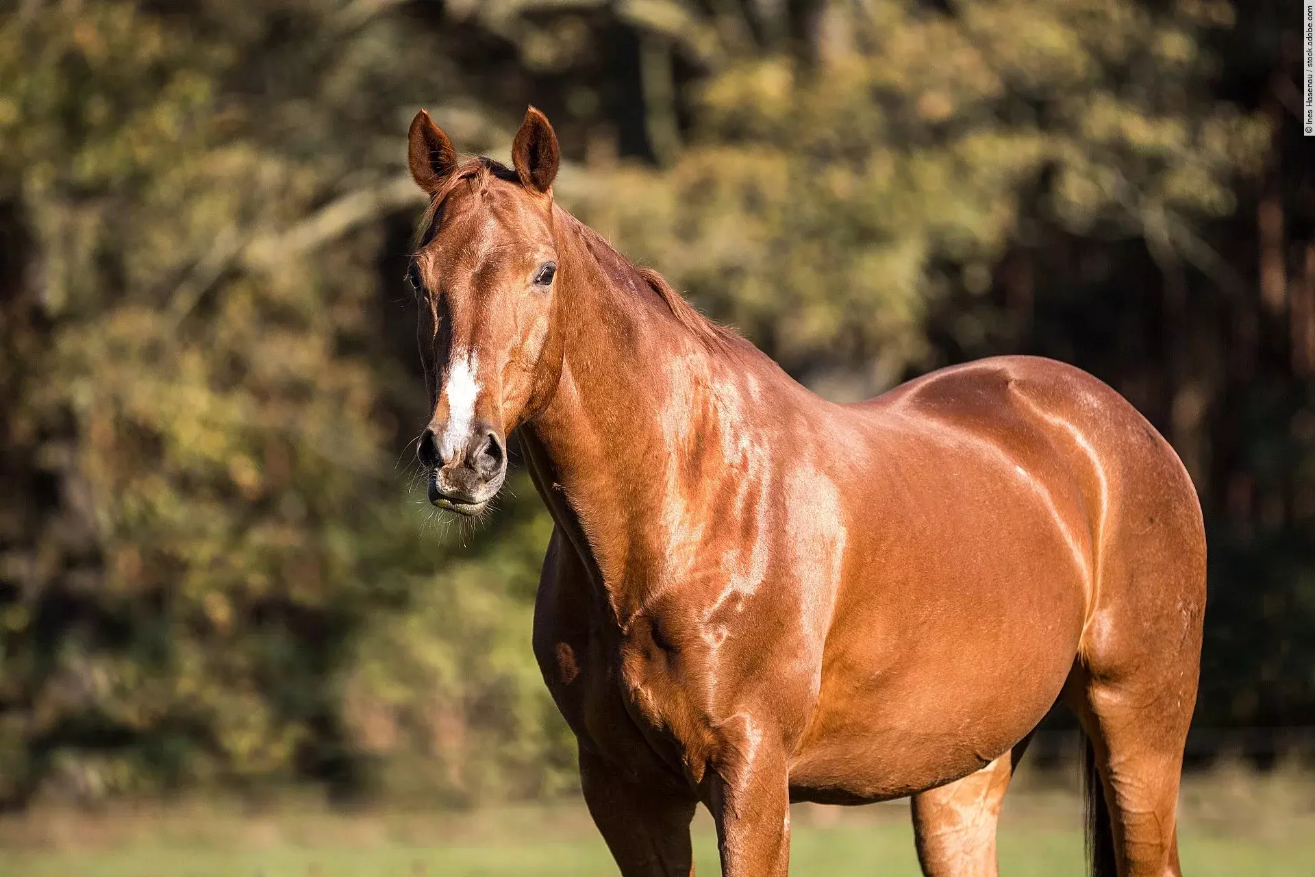 Ein fuchsfarbenes Pferd steht auf einer Weide. Das Wetter ist sonnig und das Pferd schaut aufmerksam.