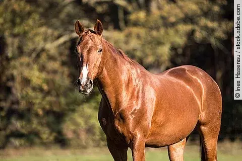 Ein fuchsfarbenes Pferd steht auf einer Weide. Das Wetter ist sonnig und das Pferd schaut aufmerksam.