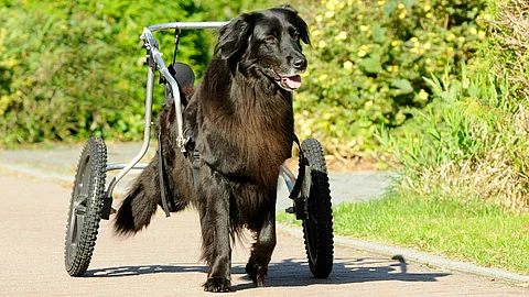 Ein schwarzer Hovawart läuft einen Weg mit grünen Büschen in einem Rollwagen entlang.