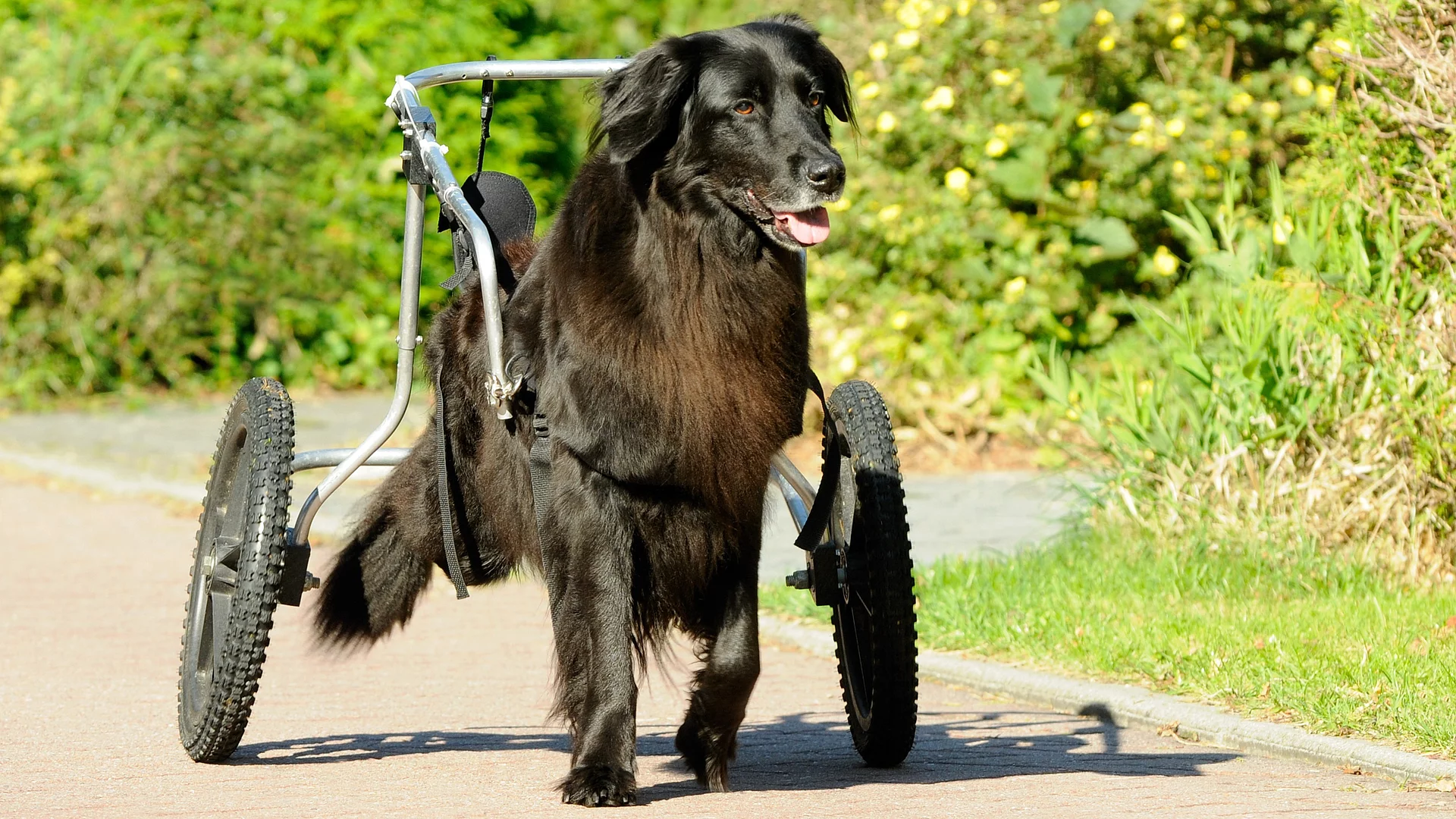 Ein schwarzer Hovawart läuft einen Weg mit grünen Büschen in einem Rollwagen entlang.