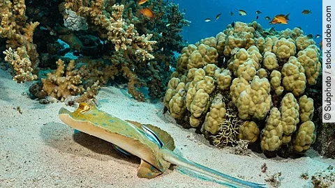 blue-spotted ribbontail ray with cleaner wrasse