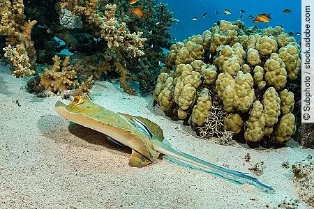 blue-spotted ribbontail ray with cleaner wrasse