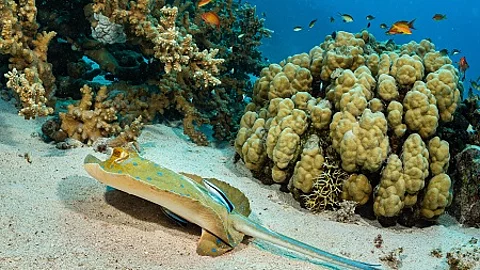 blue-spotted ribbontail ray with cleaner wrasse