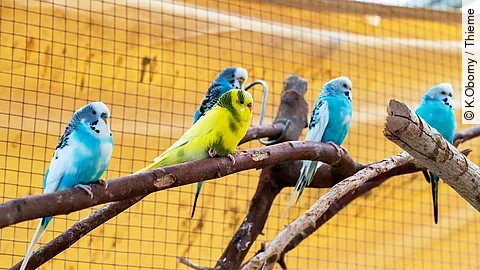 Wellensittich in Voliere