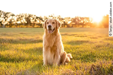 Ein Golden Retriever sitzt auf einer grünen Wiese mit Gras. Die Sonne strahlt und die Strahlen scheinen auf sein Fell. Im Hintergrund stehen in weiter Ferne eine Reihe Bäume.