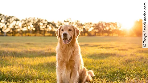 Golden Retriever dog enjoying outdoors at a large grass field at Ein Golden Retriever sitzt auf einer grünen Wiese mit Gras. Die Sonne strahlt und die Strahlen scheinen auf sein Fell. Im Hintergrund stehen in weiter Ferne eine Reihe Bäume.