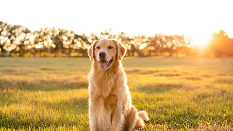 Ein Golden Retriever sitzt auf einer grünen Wiese mit Gras. Die Sonne strahlt und die Strahlen scheinen auf sein Fell. Im Hintergrund stehen in weiter Ferne eine Reihe Bäume.