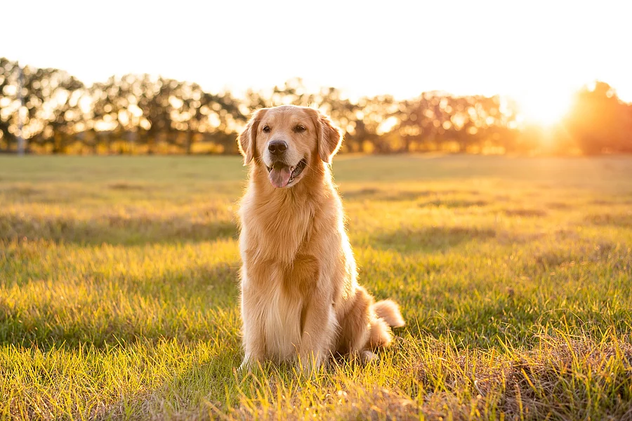 Ein Golden Retriever sitzt auf einer grünen Wiese mit Gras. Die Sonne strahlt und die Strahlen scheinen auf sein Fell. Im Hintergrund stehen in weiter Ferne eine Reihe Bäume.