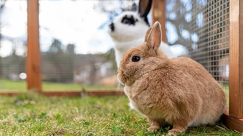 Zwei Kaninchen sitzen in einem gesicherten Freilaufgehege. Das Kaninchen im Vordergrund ist ein hellbraunes Zwergkaninchen, das im Hintergrund weiß mit schwarzen Punkten.