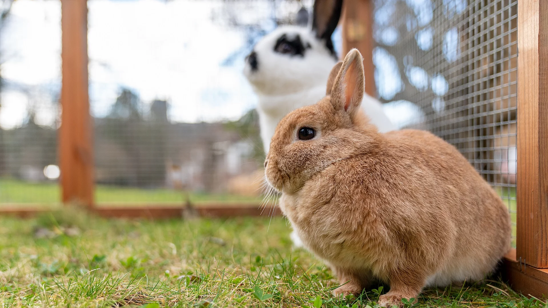 Zwei Kaninchen sitzen in einem gesicherten Freilaufgehege. Das Kaninchen im Vordergrund ist ein hellbraunes Zwergkaninchen, das im Hintergrund weiß mit schwarzen Punkten.