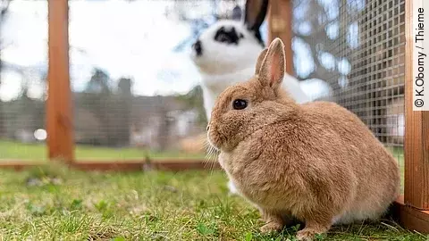 Zwei Kaninchen sitzen in einem gesicherten Freilaufgehege. Das Kaninchen im Vordergrund ist ein hellbraunes Zwergkaninchen, das im Hintergrund weiß mit schwarzen Punkten.