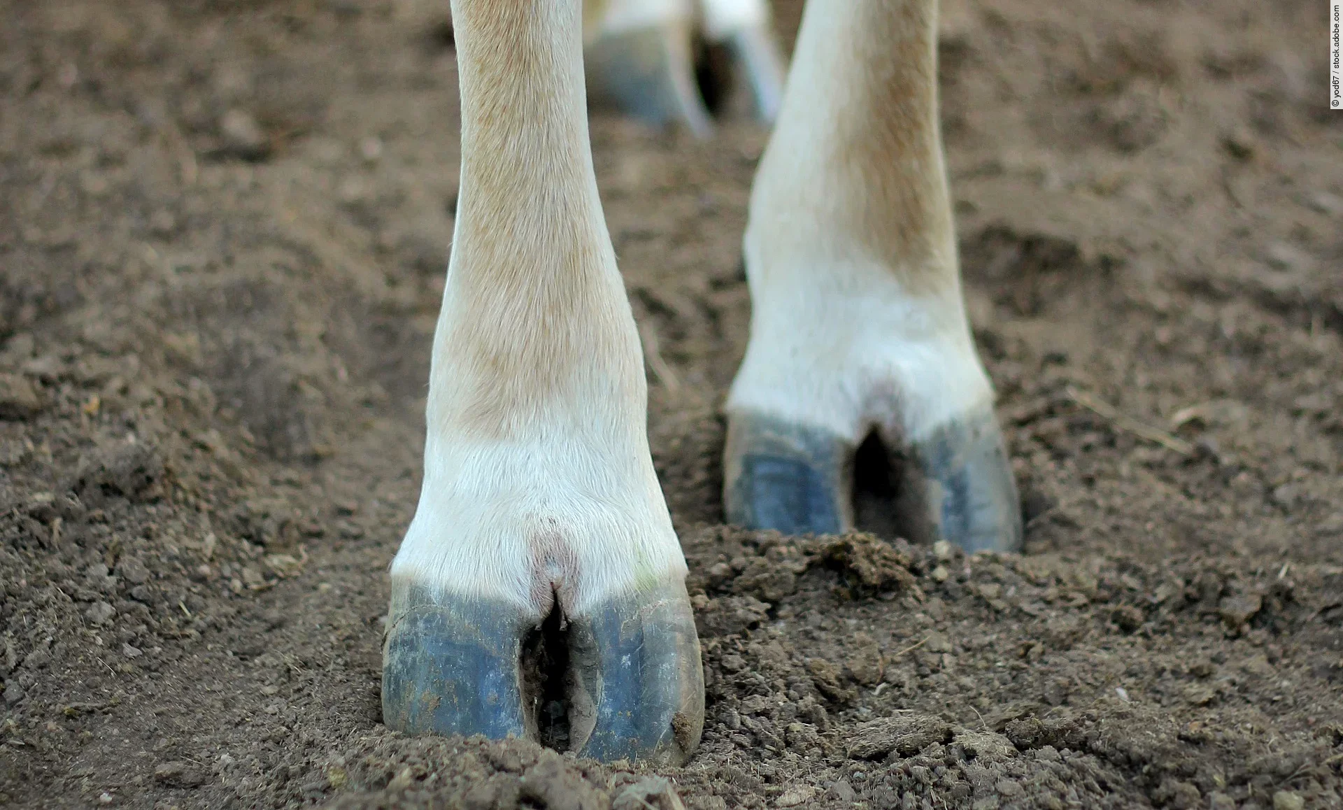 Vier Beine von einer Kuh, die auf einem Untergrund mit Erde steht.