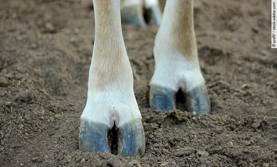 Vier Beine von einer Kuh, die auf einem Untergrund mit Erde steht.