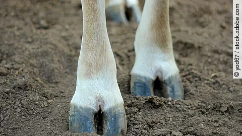 The legs of a cow standing on the ground. Vier Beine von einer Kuh, die auf einem Untergrund mit Erde steht.