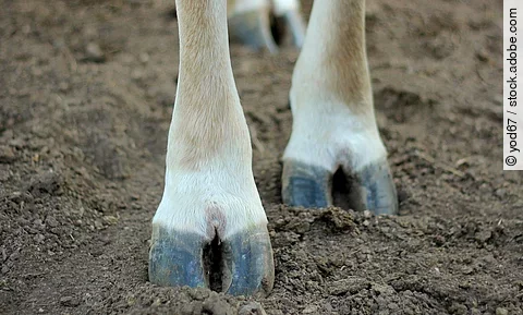 Vier Beine von einer Kuh, die auf einem Untergrund mit Erde steht.