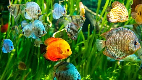Fresh water aquarium with colorful fishes .